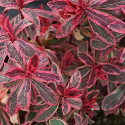 Молочай миндалевидный "Frosted Flame"