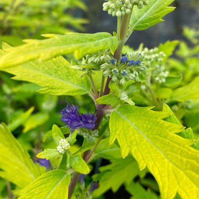 Кариоптерис кландоненский "Gold Crest"