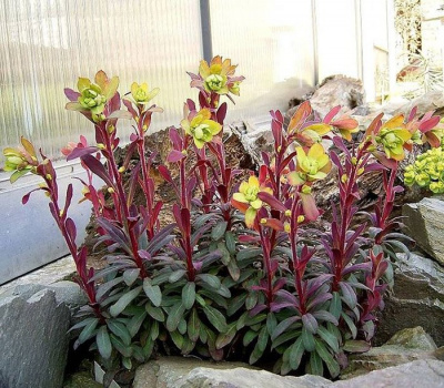 Молочай миндалевидный "Purpurea"