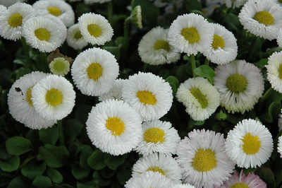 Маргаритка "Tasso White"