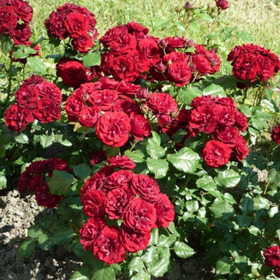 Роза "Lavaglut"