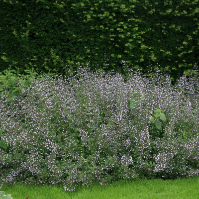 Душевик котовниковый "Marvelette Blue"