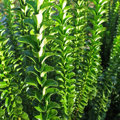 Бересклет японский "Benkomasaki"
