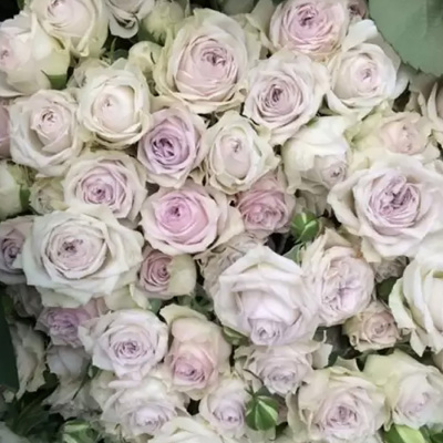 Роза "Silver Lace"