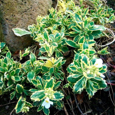 Арабис кавказский "Variegata"
