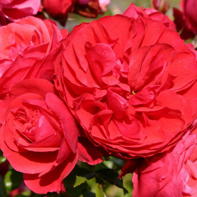 Роза "Cherry Girl"