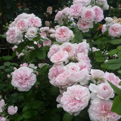 Роза "Cinderella"