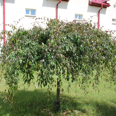 Яблоня декоративная "Purpurea Pendula"