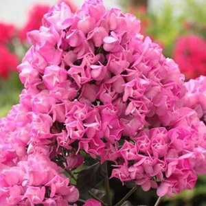 Флокс метельчатый "Бутоник"