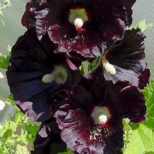 Мальва розовая "Jet Black"