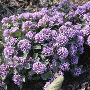 Пузырница физалисовая "New Violet"