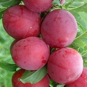 Алыча "Колоновидная"