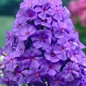 Флокс метельчатый "Amethyst"