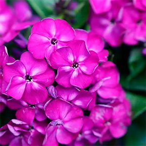 Флокс метельчатый "Bambini Desire"