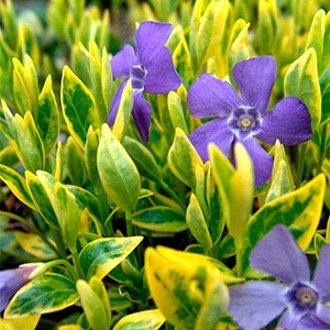 Барвинок малый "Aureovariegata"