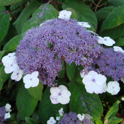 Гортензия шероховатая "Macrophylla"
