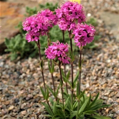 Лихнис альпийский