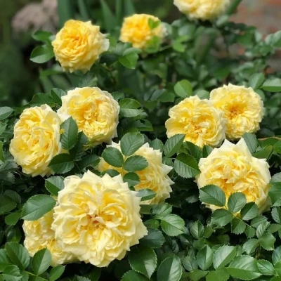 Роза "Anny Duperey"