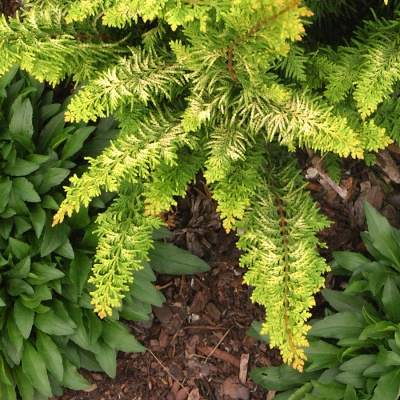 Кипарисовик горохоплодный "Fernspray Gold"
