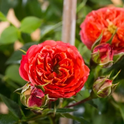 Роза "Starlet Rose Carmen"