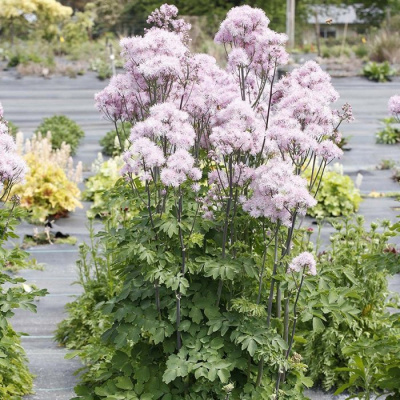 Василистник водосборолистный "Nimbus Pink"